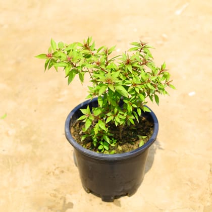 Buy Hamelia Dwarf in 10 Inch Nursery Pot Online | Urvann.com