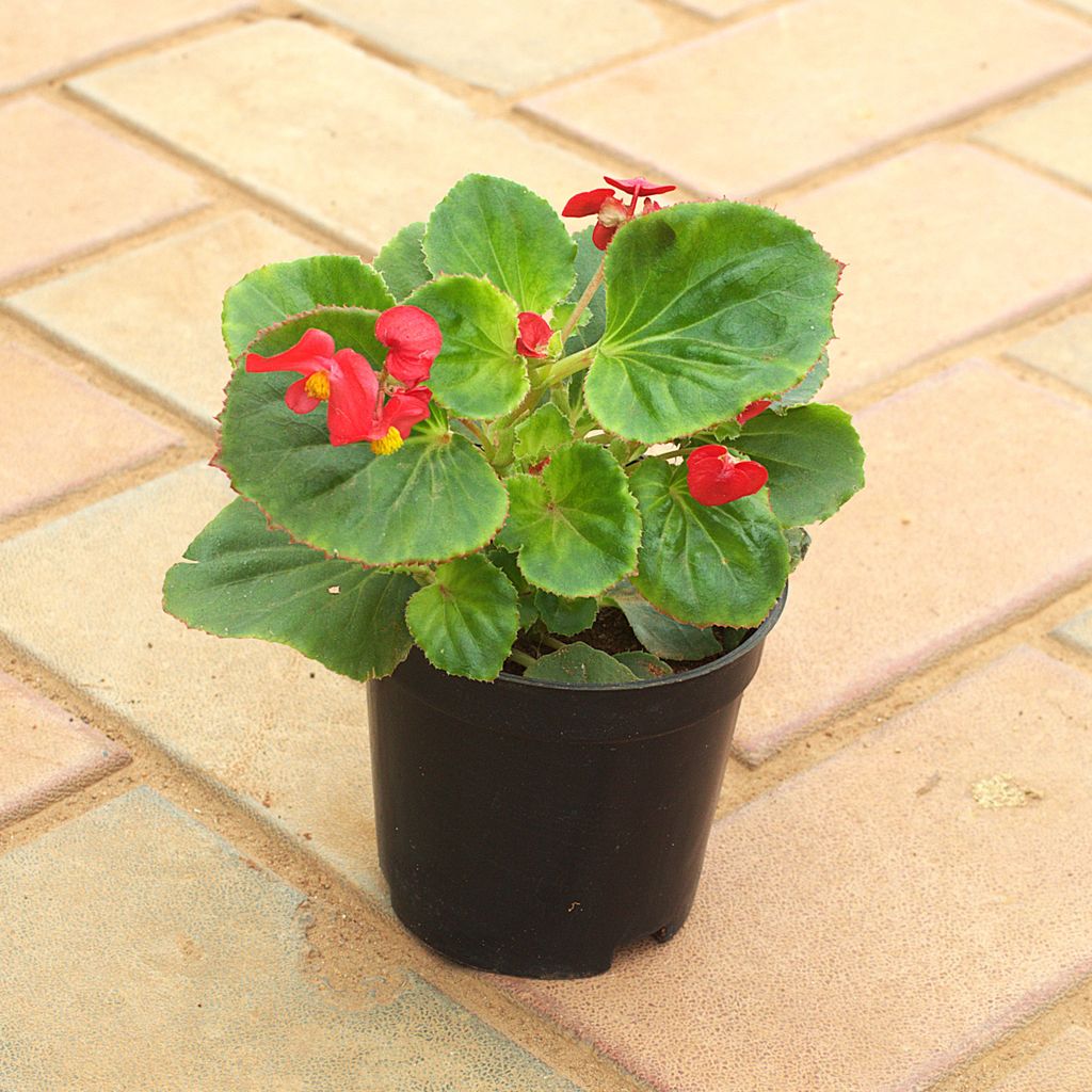 Begonia (Any Colour) in 4 Inch Nursery Pot