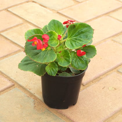 Buy Begonia (Any Colour) in 4 Inch Nursery Pot Online | Urvann.com