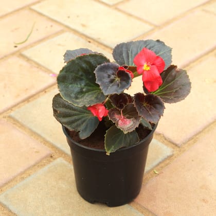 Buy Begonia Red in 4 Inch Nursery Pot Online | Urvann.com