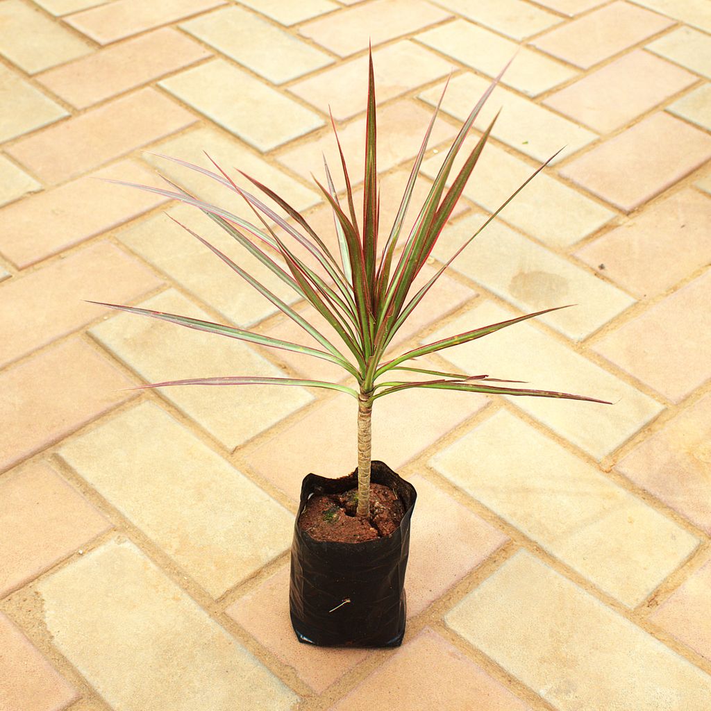 Dracaena Colorama / Marginata Red in 4 Inch Nursery Bag