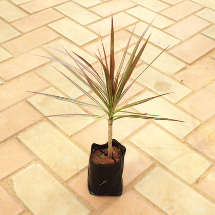 Buy Dracaena Colorama / Marginata Red in 4 Inch Nursery Bag Online | Urvann.com