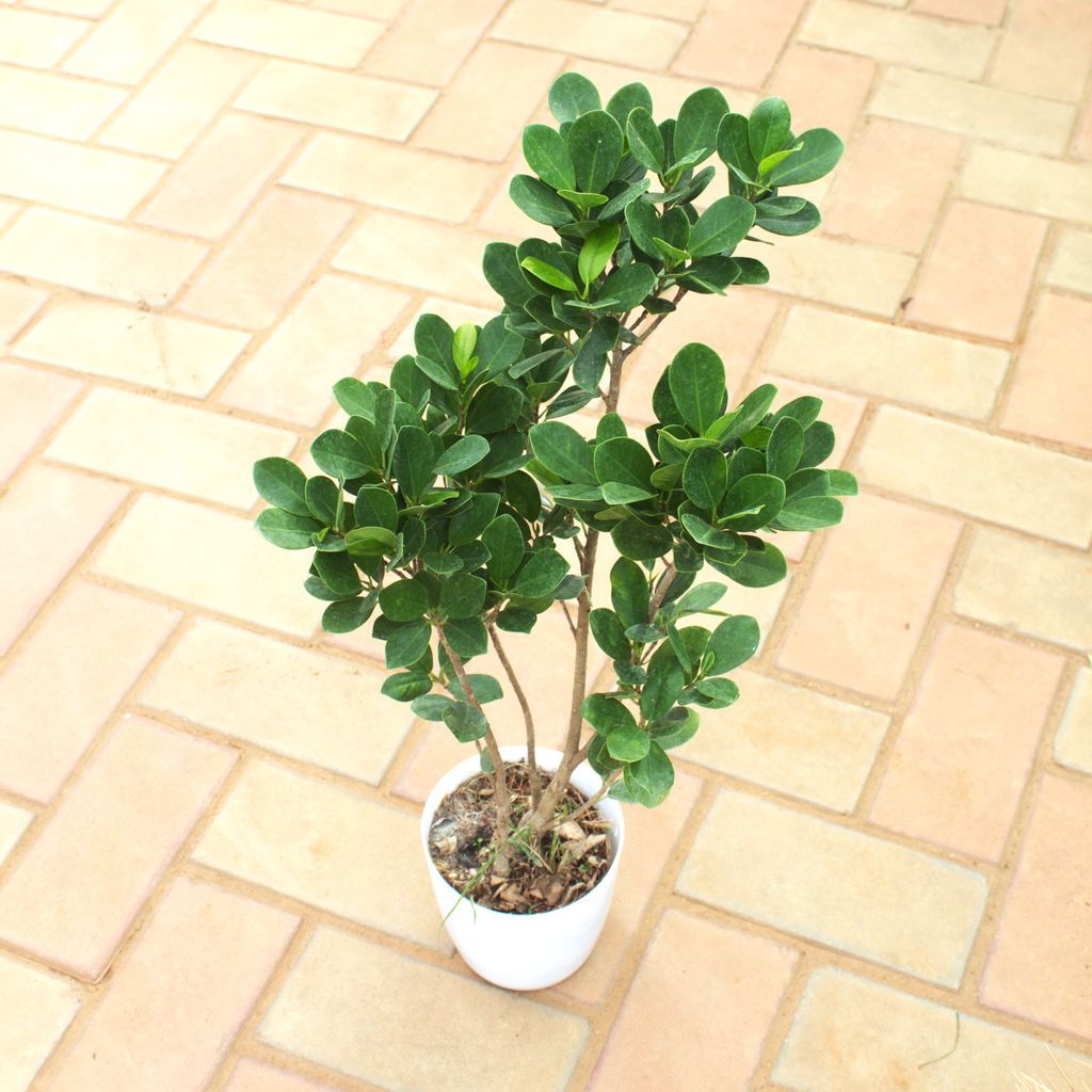 Ficus Panda in 5 Inch White Premium Sphere Plastic Pot