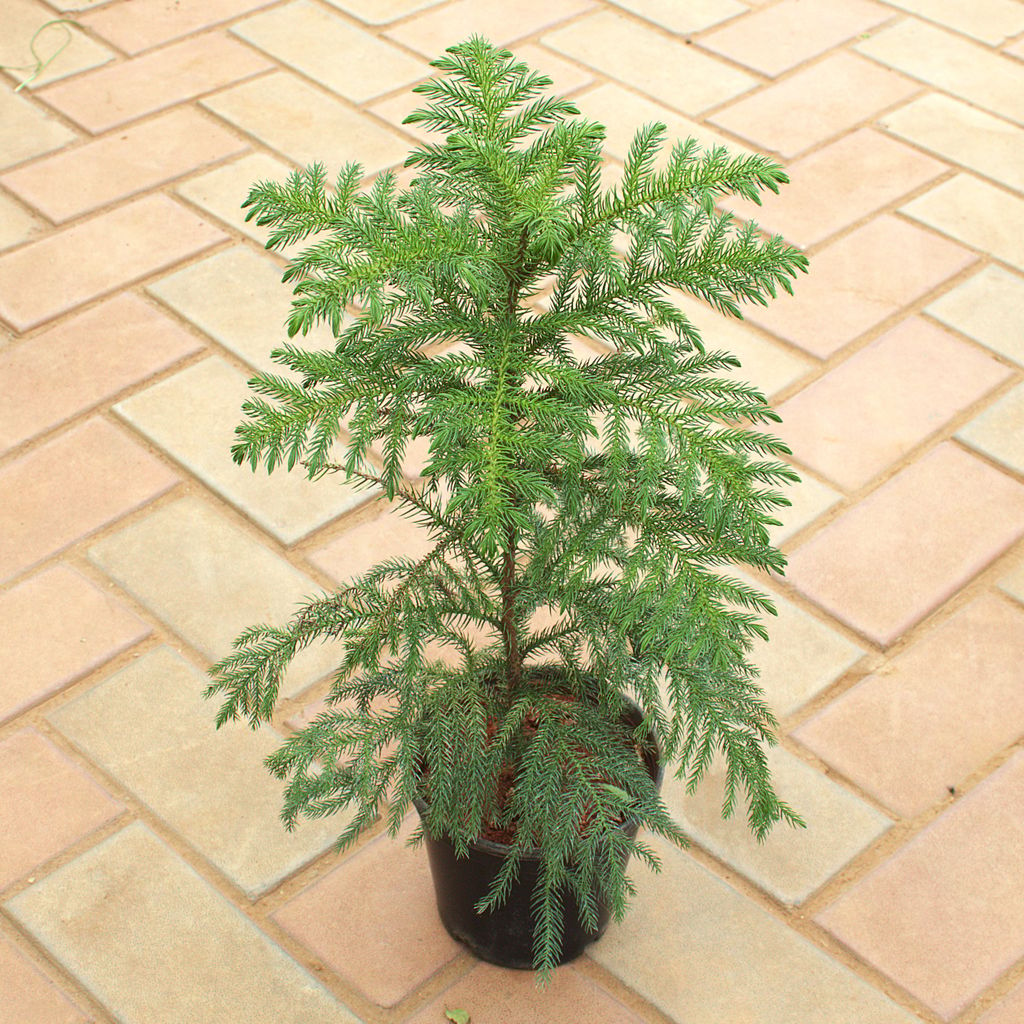 Araucaria / Christmas Tree (~ 1.5-2 Ft) in 6 Inch Nursery Pot