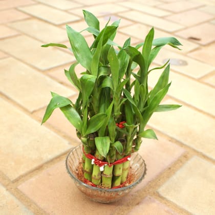 Buy 2 Layer Lucky Bamboo in 3 Inch Glass Bowl Online | Urvann.com