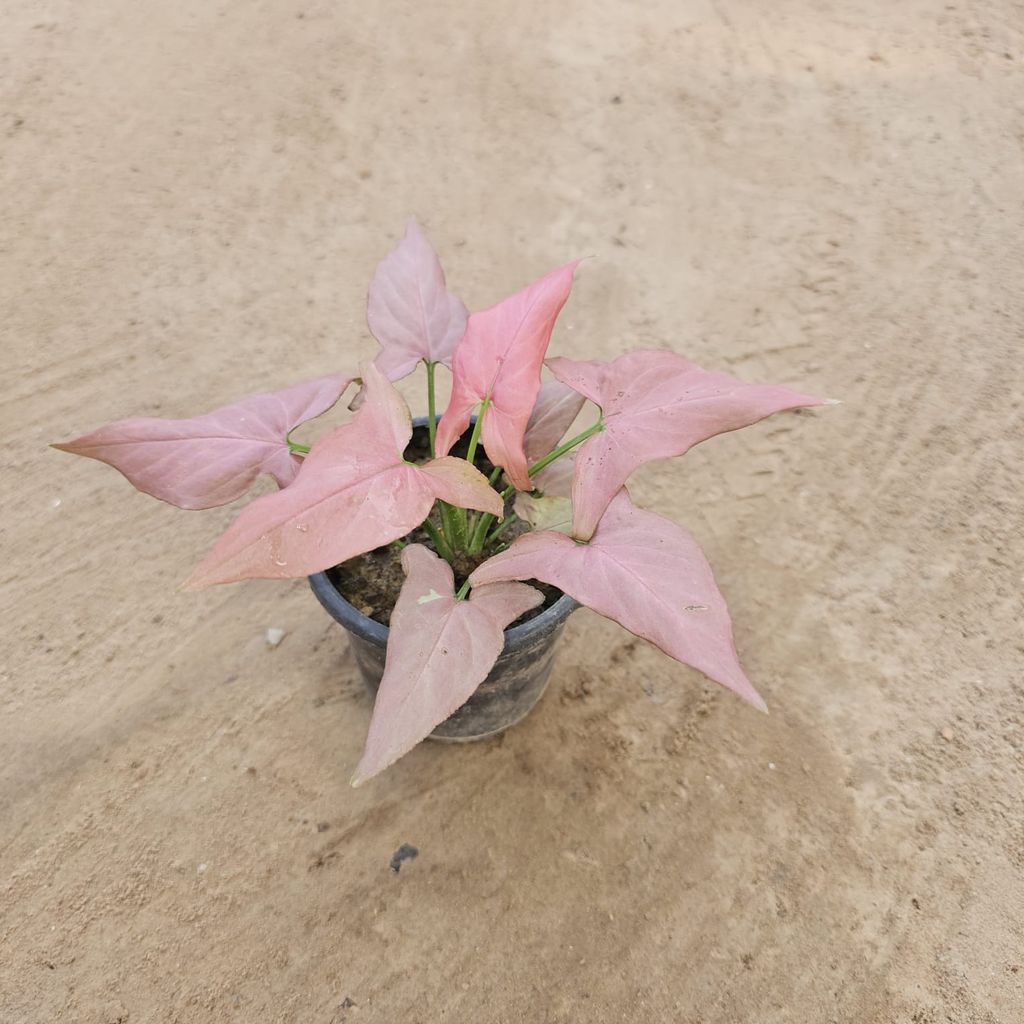 Syngonium Pink Narrow Leaf in 4 Inch Nursery Pot