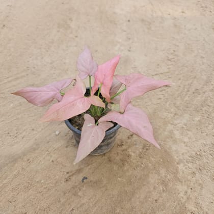 Buy Syngonium Pink Narrow Leaf in 4 Inch Nursery Pot Online | Urvann.com