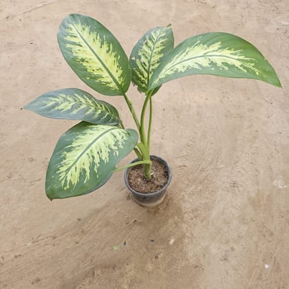 Buy Dieffenbachia in 6 Inch Nursery Pot Online | Urvann.com