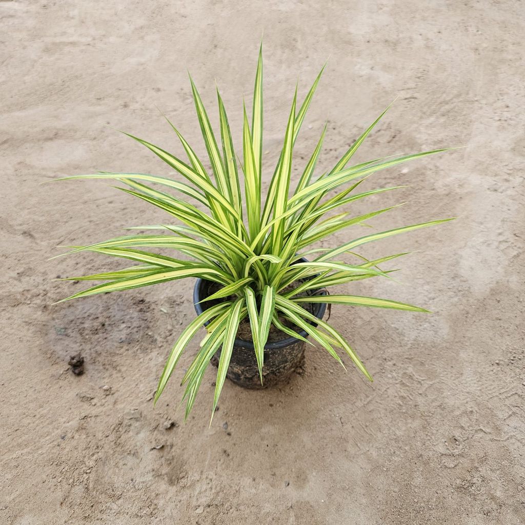 Pandanus / Spider Yellow in 6 Inch Nursery Pot