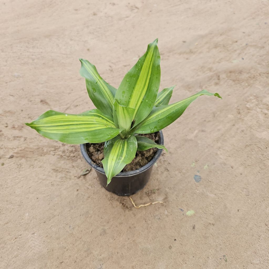 Dracaena Dara Singh - Brazilian Lucky Plant in 5 Inch Nursery pot