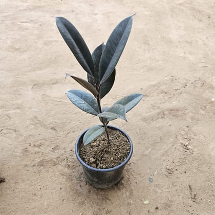 Buy Rubber Plant Black in 6 Inch Nursery Pot Online | Urvann.com