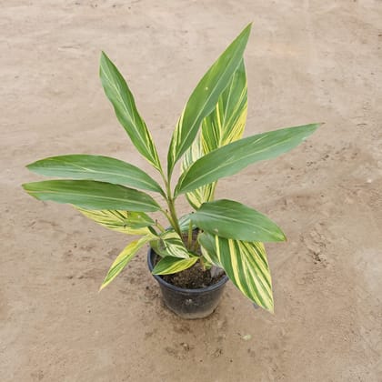 Buy Alpinia Variegated in 6 Inch Nursery Pot Online | Urvann.com