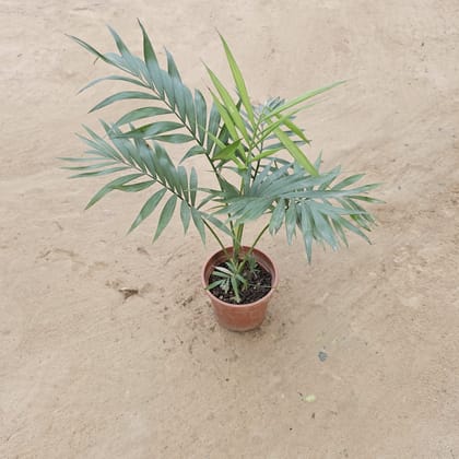 Buy Chamaedorea Elegans Palm  in 5 Inch Nursery Pot Online | Urvann.com