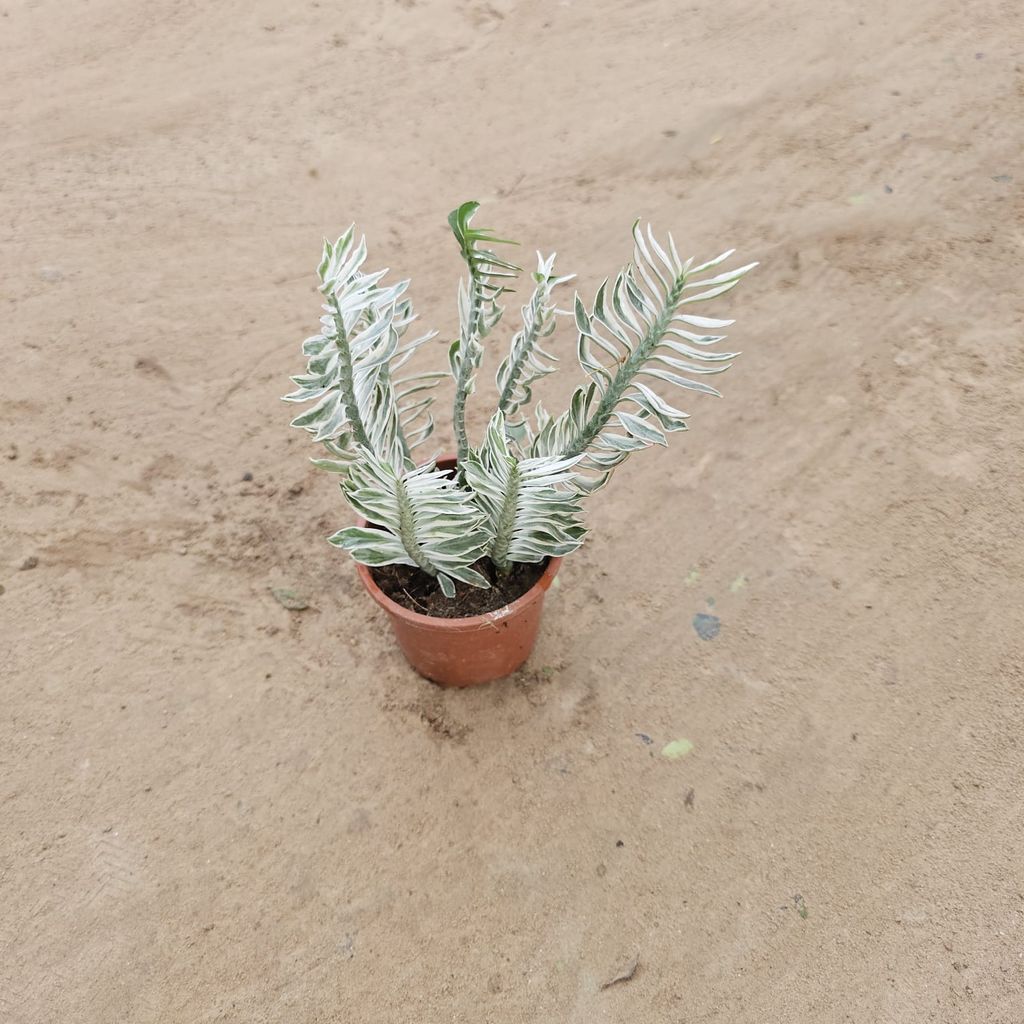 Pedilanthus / Devil's Backbone Black in 4 Inch Nursery Pot