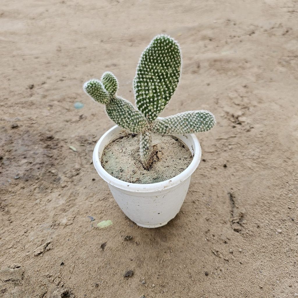 Bunny Cactus Succulent in 3 Inch Nursery Pot