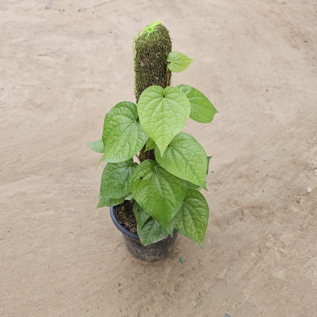 Paan / Betel Leaf with 2 Ft Moss Stick in 6 Inch Nursery Pot