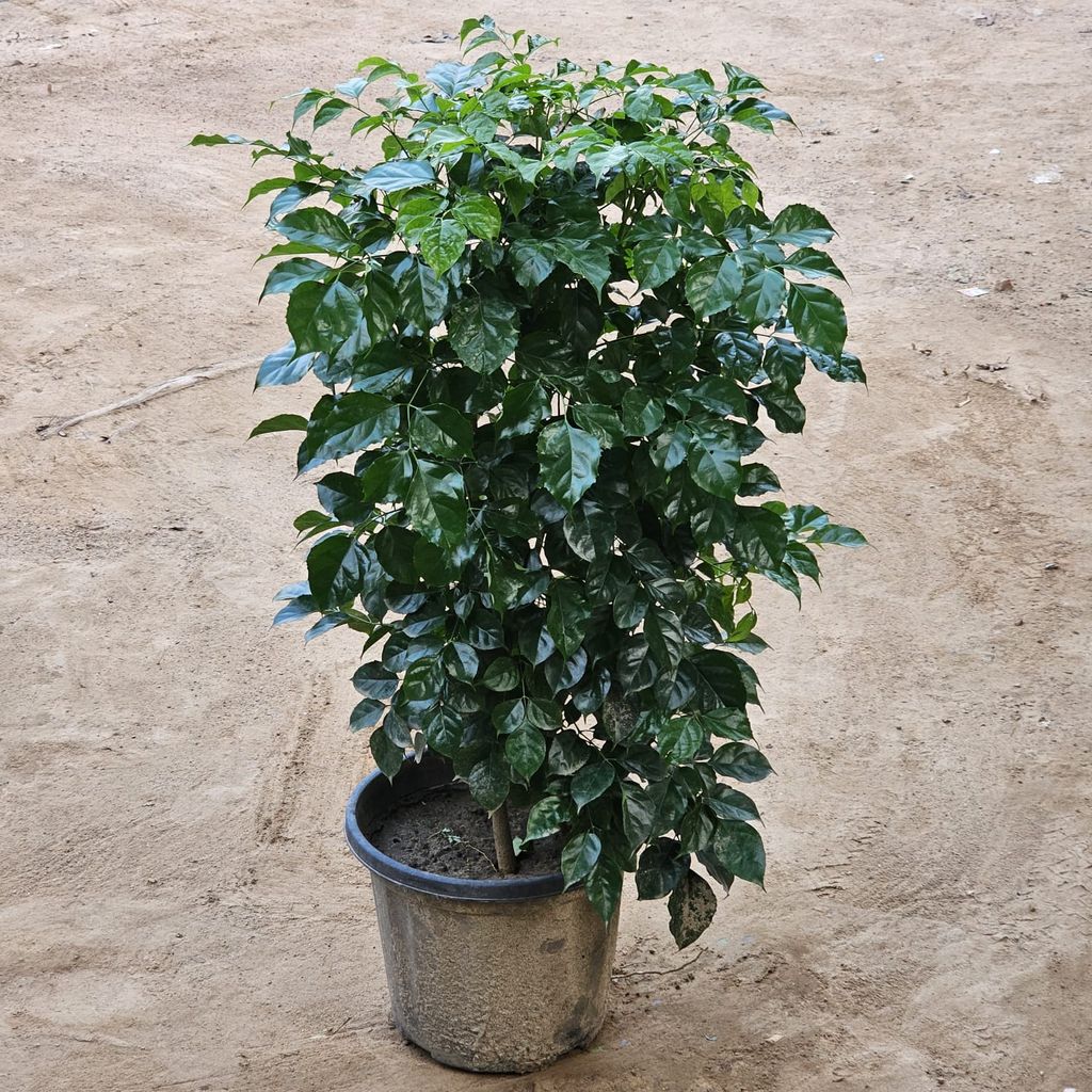 Radermachera / China Doll Bushy in 12 Inch Nursery Pot