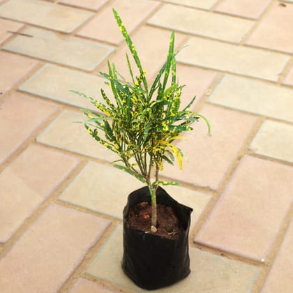 Buy Croton Gold Star in 4 Inch Nursery Bag Online | Urvann.com