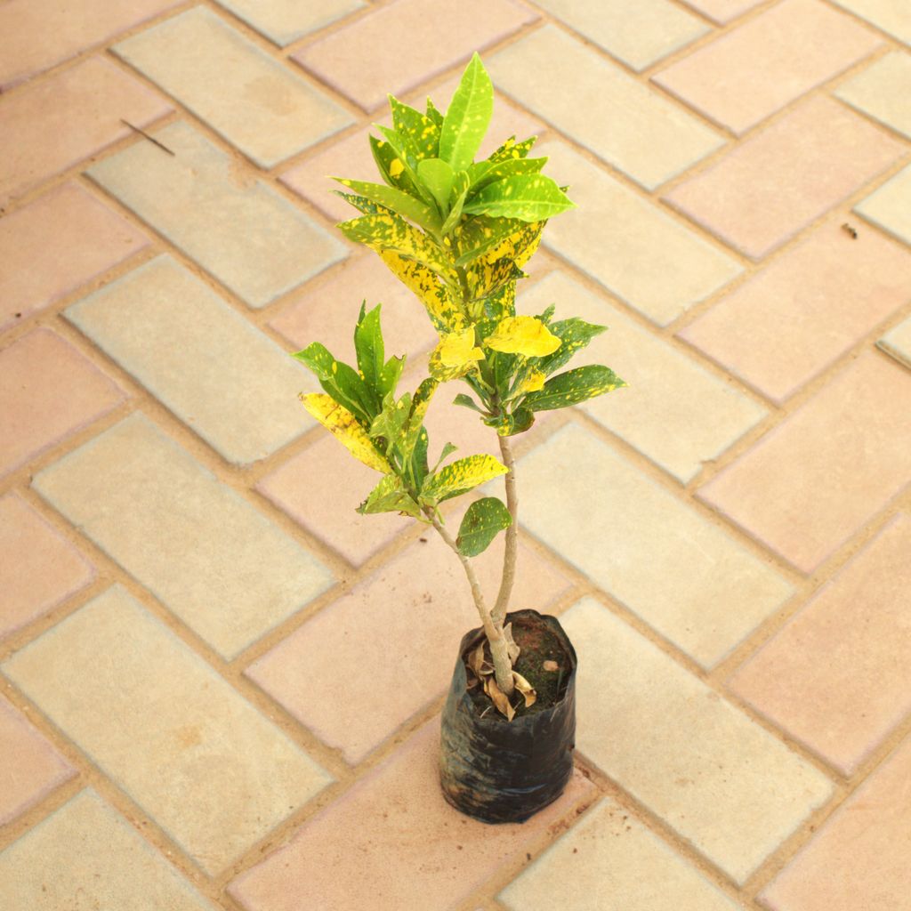 Croton in 4 Inch Nursery Bag