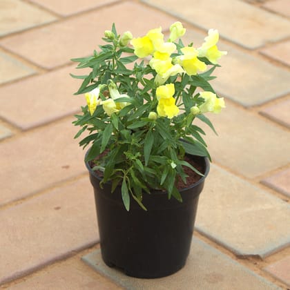 Buy Antirrhinum Majus / Dog Plant Yellow in 4 Inch Nursery Pot Online | Urvann.com