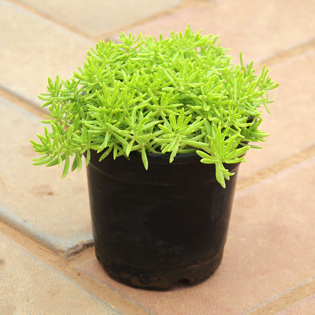 Sedum Yellow Succulent in 4 Inch Nursery Pot