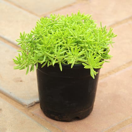 Buy Sedum Yellow Succulent in 4 Inch Nursery Pot Online | Urvann.com