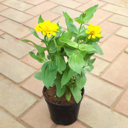 Buy Zinnia Yellow in 4 Inch Nursery Pot Online | Urvann.com