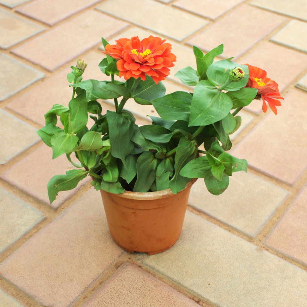 Zinnia Maroon in 4 Inch Nursery Pot