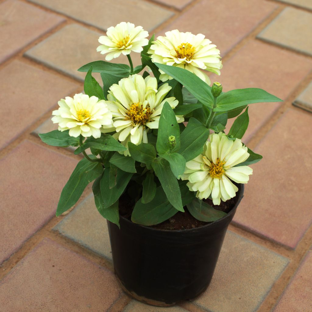 Zinnia White in 4 Inch Nursery Pot