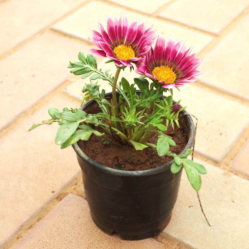 Gazania (Any Colour) in 4 Inch Nursery Pot