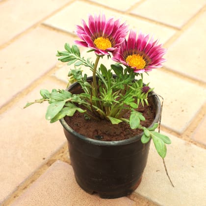 Buy Gazania (Any Colour) in 4 Inch Nursery Pot Online | Urvann.com