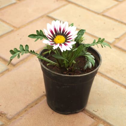 Buy Gazania (Any Colour) in 4 Inch Nursery Pot Online | Urvann.com