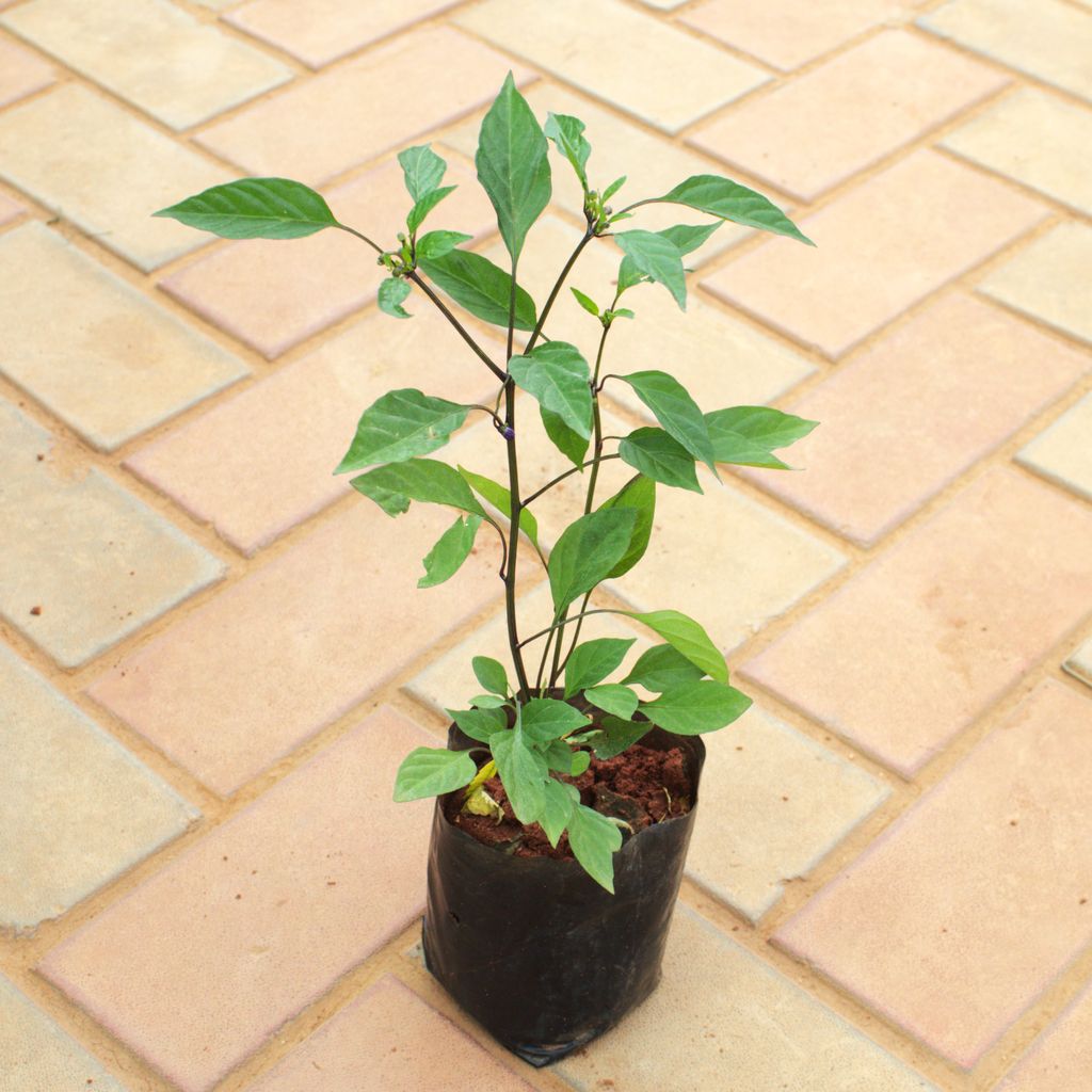 Chili Plant in 4 Inch Nursery Bag