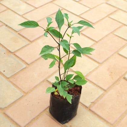 Buy Chili in 4 Inch Nursery Bag Online | Urvann.com