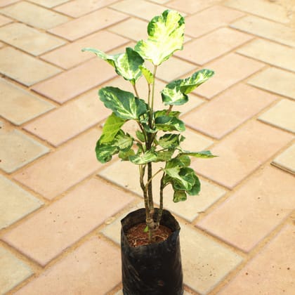 Buy Aralia Shield in 4 Inch Nursery Bag Online | Urvann.com