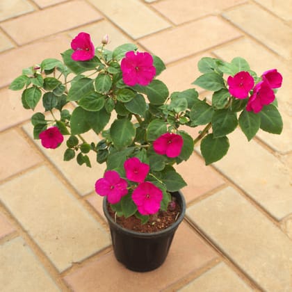 Buy Balsam (Any Colour) in 5 Inch Nursery Pot Online | Urvann.com