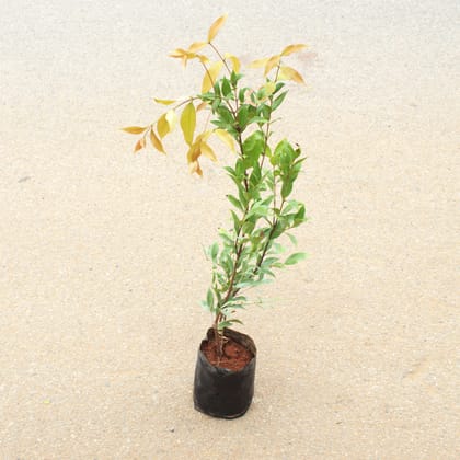 Buy Pride of India / Lagerstroemia / Crepe Myrtle (Any Colour) in 4 Inch Nursery Bag Online | Urvann.com