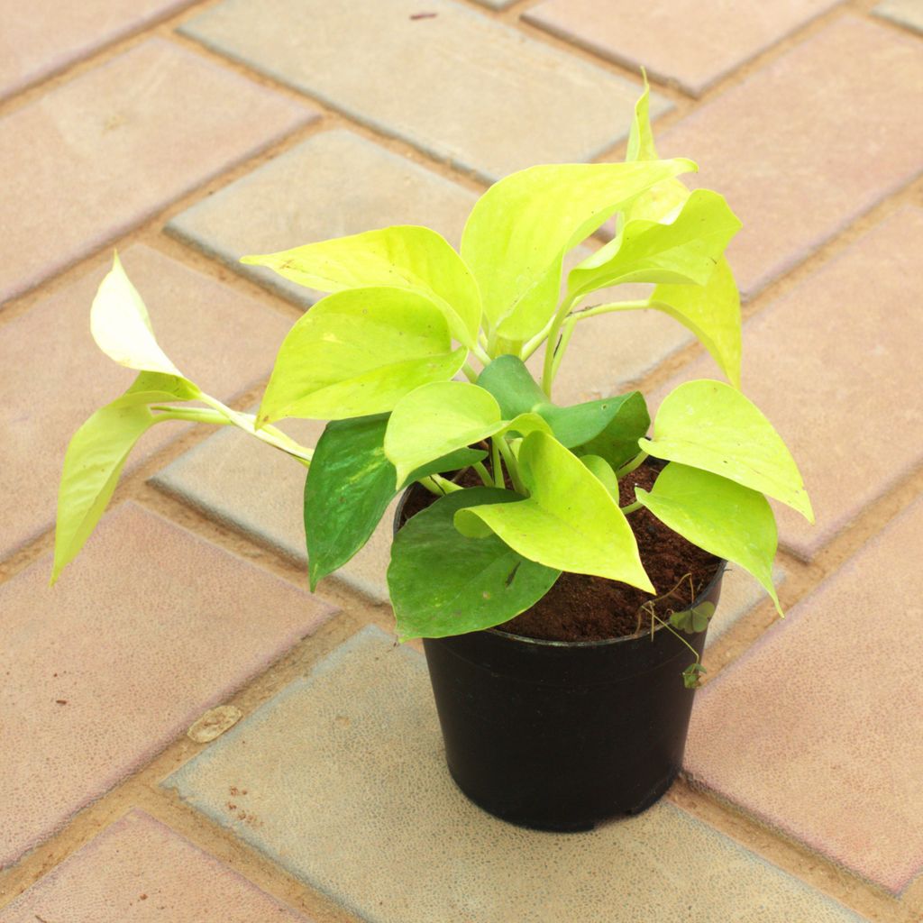 Money Plant Golden in 4 Inch Nursery Pot