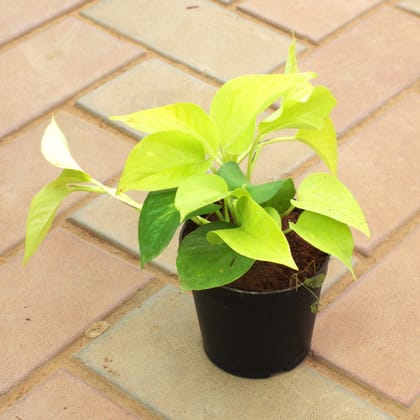 Buy Money Plant Golden in 4 Inch Nursery Pot Online | Urvann.com