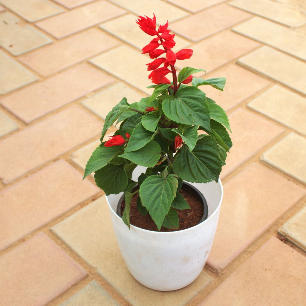 Salvia (Any Colour) in 7 Inch White Premium Plastic Pot