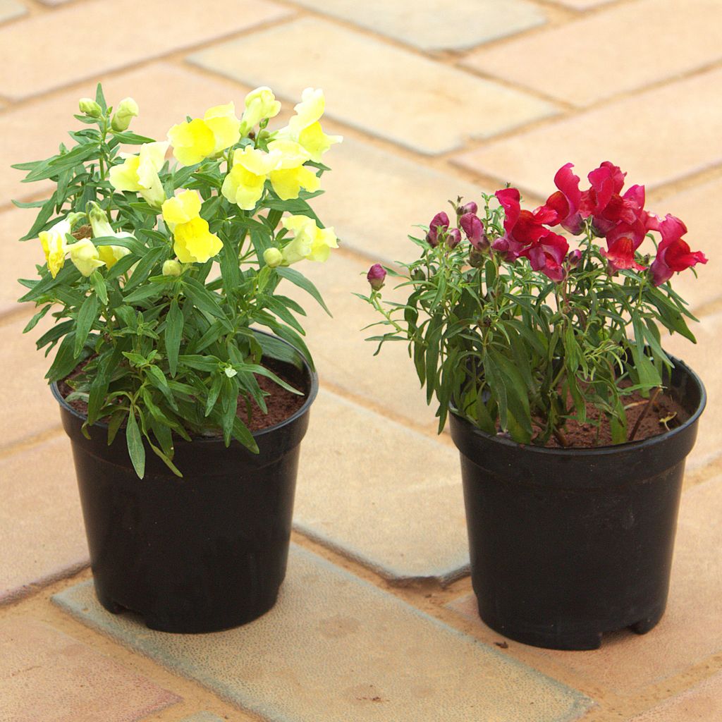 Set of 2 - Antirrhinum Majus / Dog Plant (Red & Yellow) in 4 Inch Nursery Pot