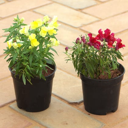 Buy Set of 2 - Antirrhinum Majus / Dog Plant (Red & Yellow) in 4 Inch Nursery Pot Online | Urvann.com