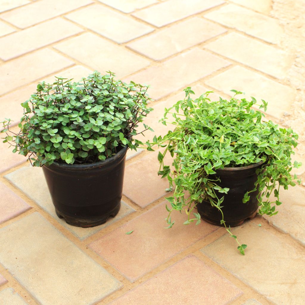 Set of 2 Turtle Vine ( Black & Green ) in 5 Inch Nursery Pot