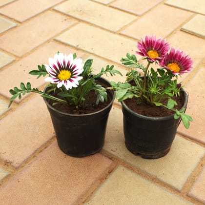 Buy Set of 2 - Gazania (Any Colour) in 4 Inch Nursery Pot Online | Urvann.com