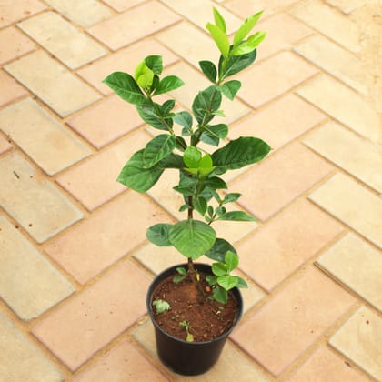 Buy Gandhraaj / Gardenia (Any Colour) in 5 Inch Nursery Pot Online | Urvann.com