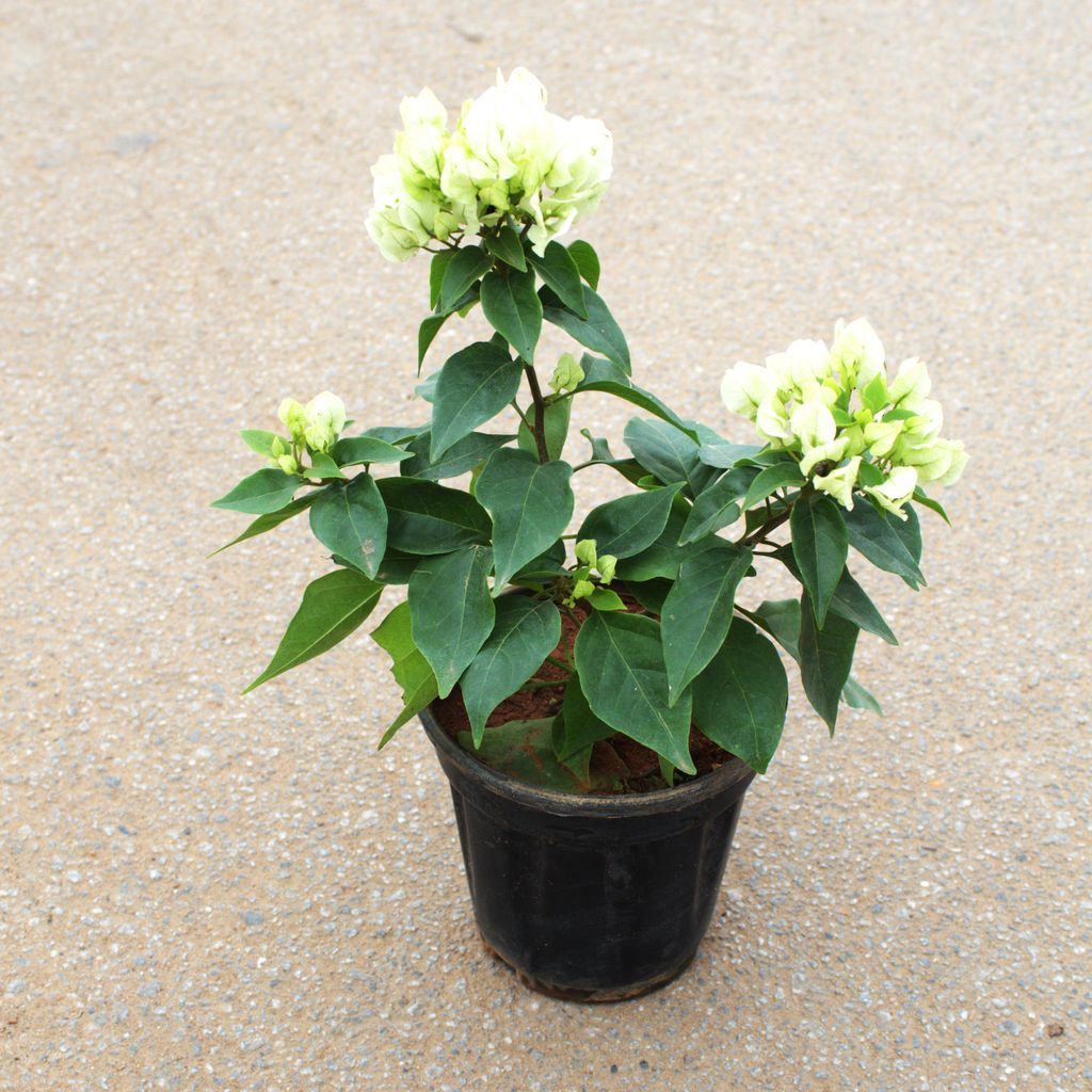 Bougainvillea White in 5 Inch Nursery Pot