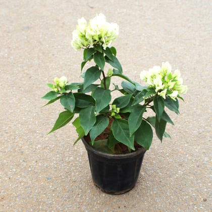 Buy Bougainvillea White in 5 Inch Nursery Pot Online | Urvann.com