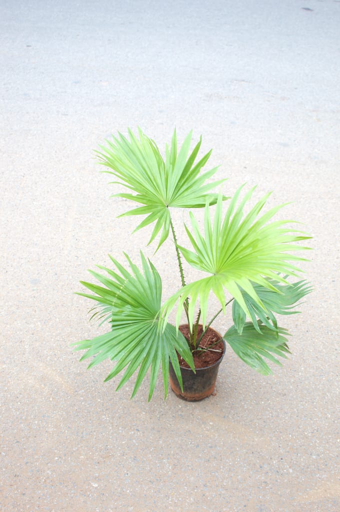 China Palm / Fan Palm in 5 Inch Nursery Pot