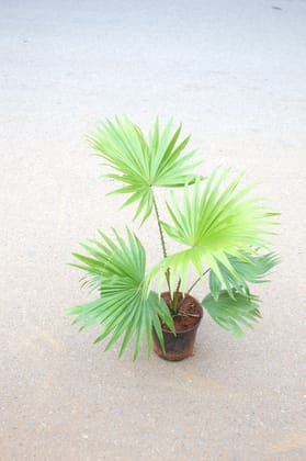 Buy China Palm / Fan Palm in 5 Inch Nursery Pot Online | Urvann.com