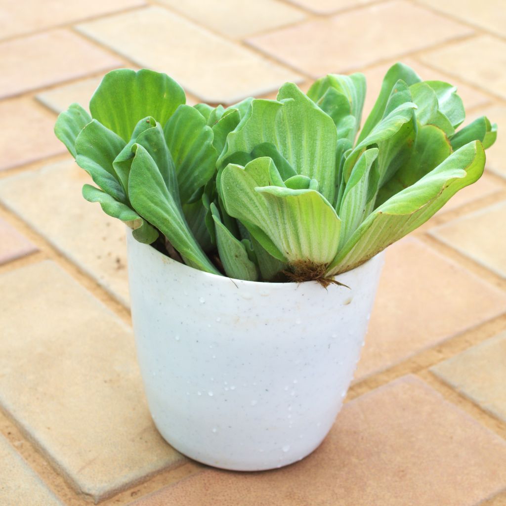 Water Lettuce in 5 Inch White Premium Plastic Pot